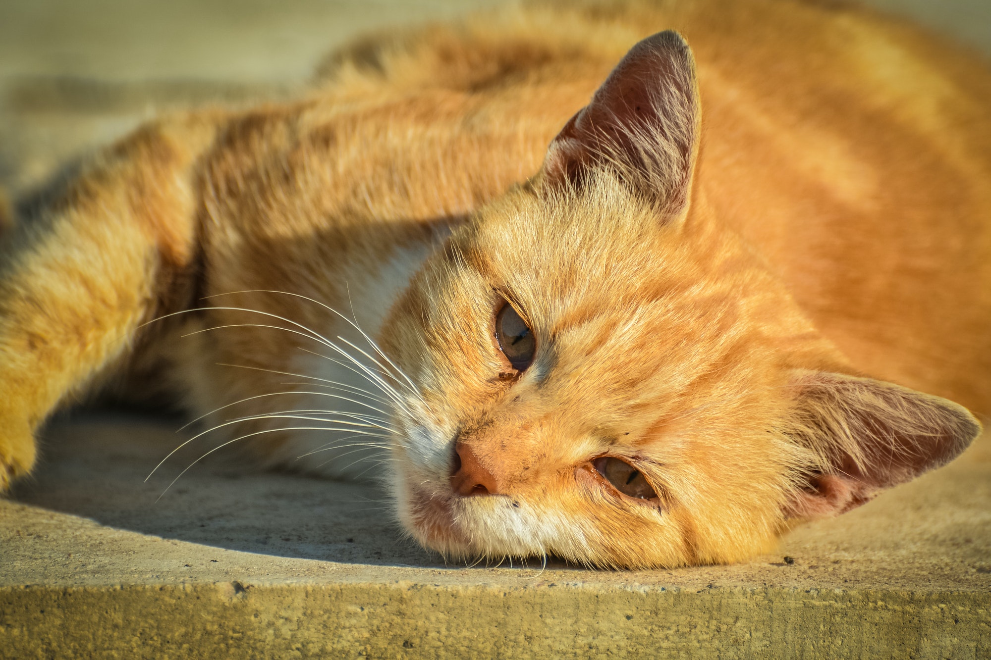 A young beautiful homeless cat is resting in a city park.